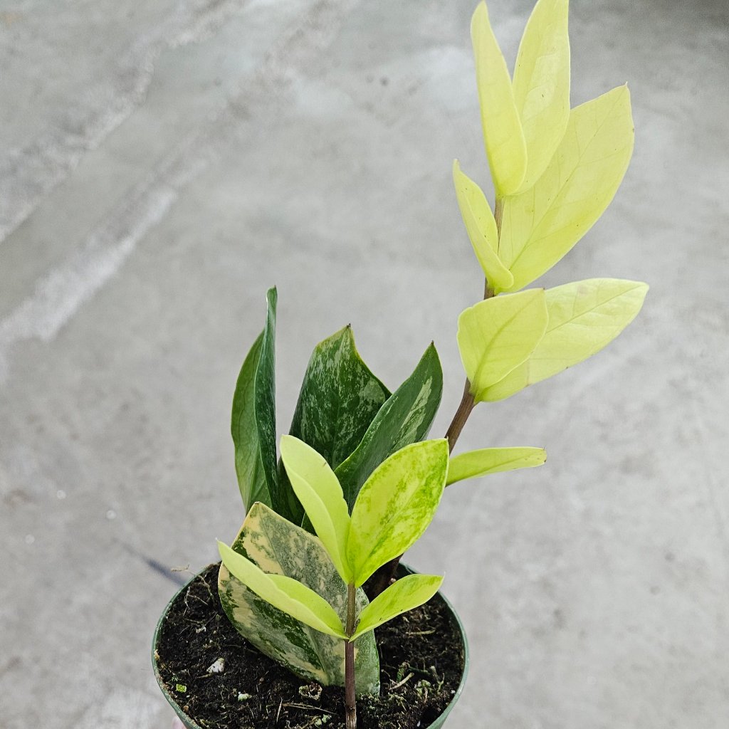 Zamioculcas zamiifolia 'Variegata' - 4