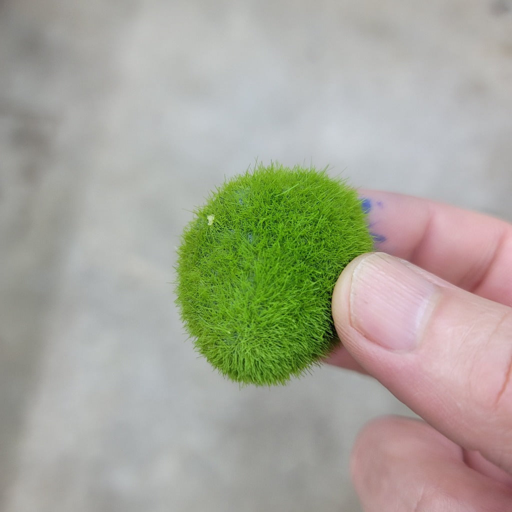 Moss ball magnet