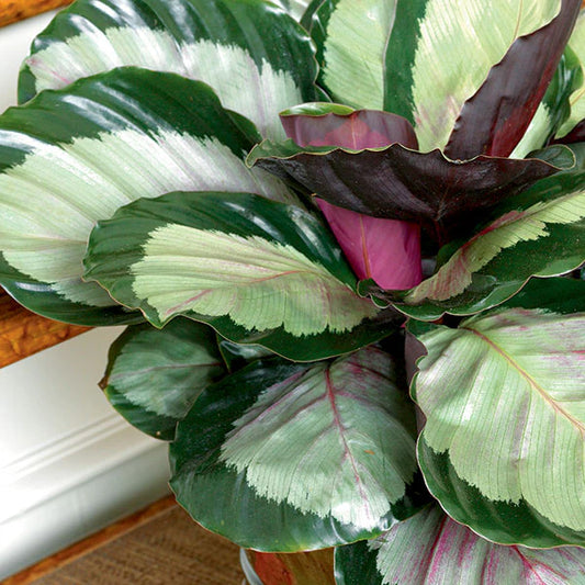 Calathea Roseopicta 'Corona' - 4"