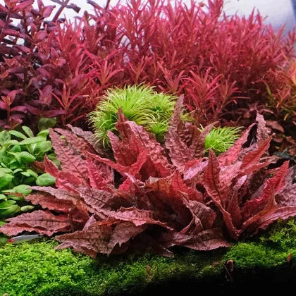 Cryptocoryne flamingo - 2