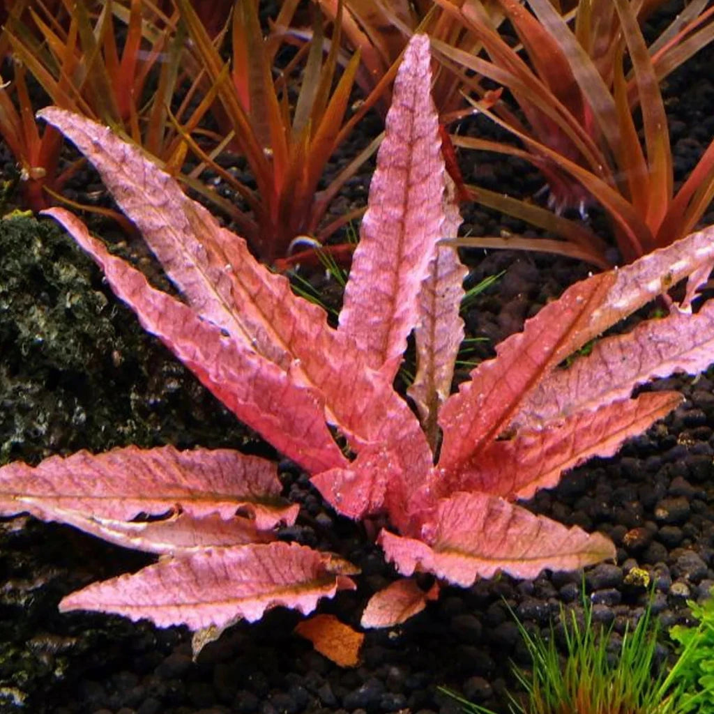 Cryptocoryne flamingo - 2