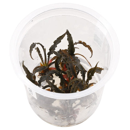 Cryptocoryne spiralis 'red' - TC