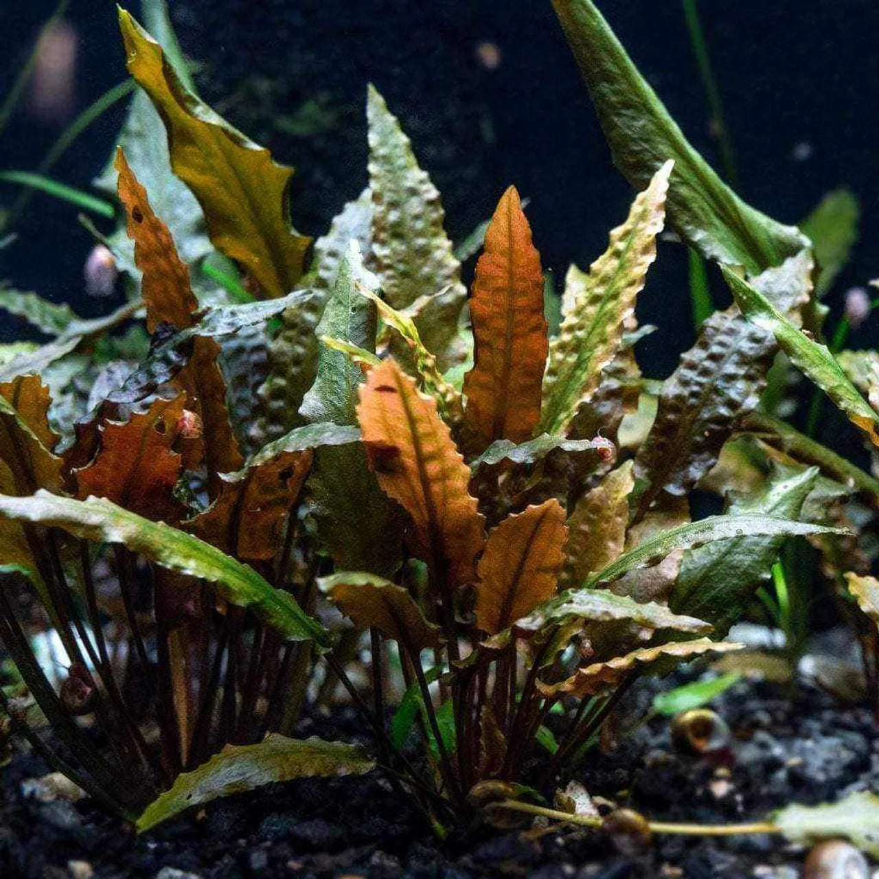 Cryptocoryne wendtii bronze - 2