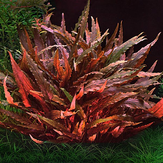 Cryptocoryne wendtii red - 2"