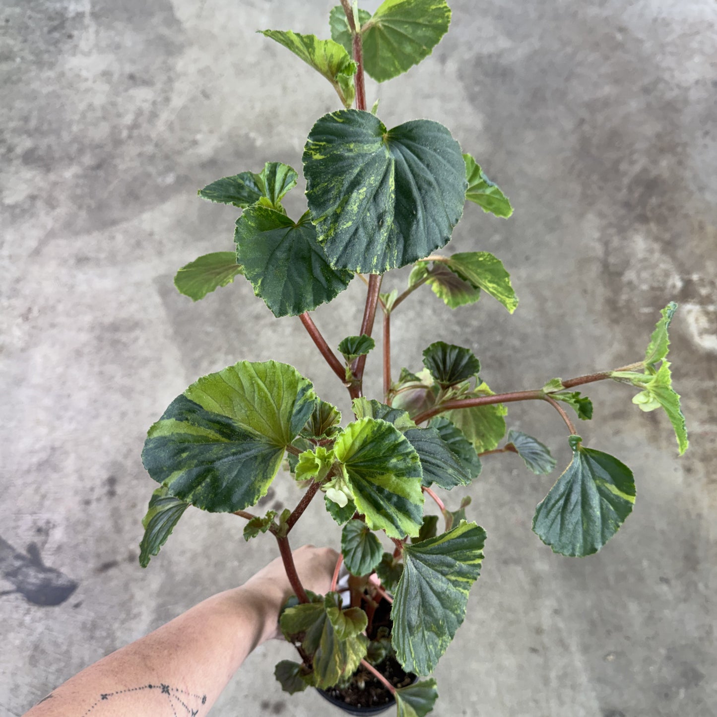Begonia cucullata 'Variegated' - 4" (rescue)
