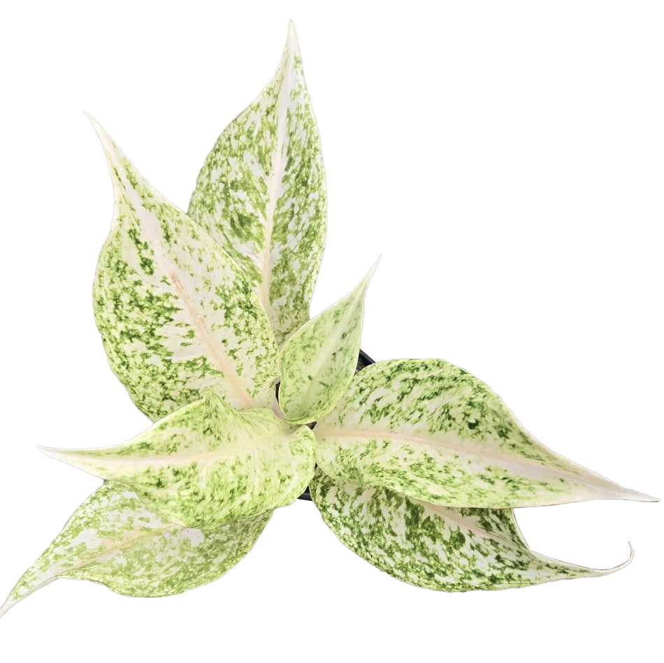 Aglaonema 'White Snow Dream' - 4"