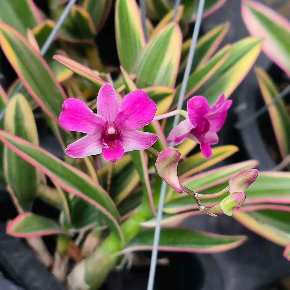 Dendrobium 'Thai Peal'
