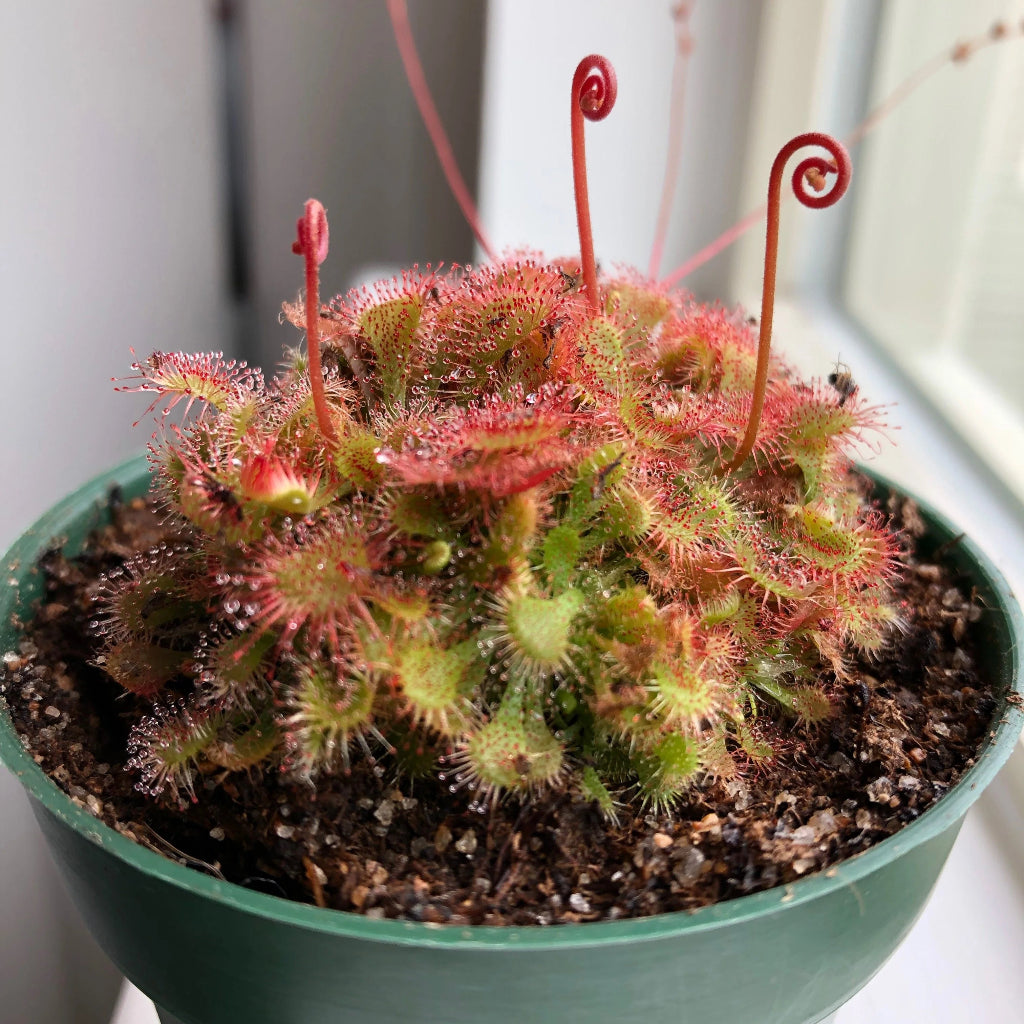 Drosera spatulata - 2"