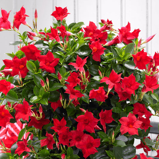Diplanenia - 5" (lred)
