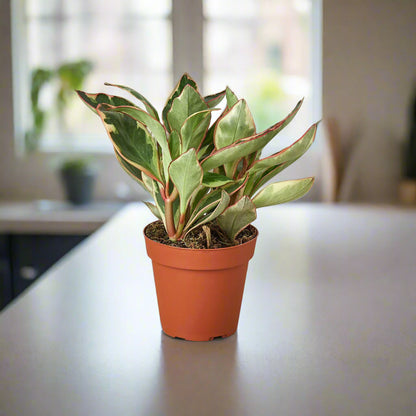 Peperomia clusifolia 'Ginny' - 4"