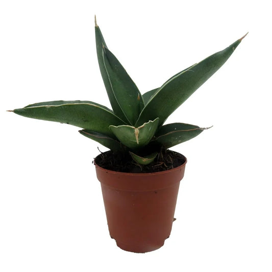 Sansevieria asst - Exotic Mix (2")