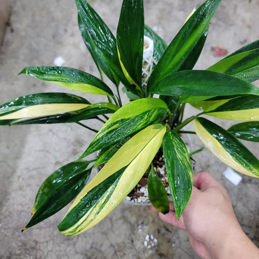 EPIPREMNUM - Epipremnum Amplissimum Variegated -6"