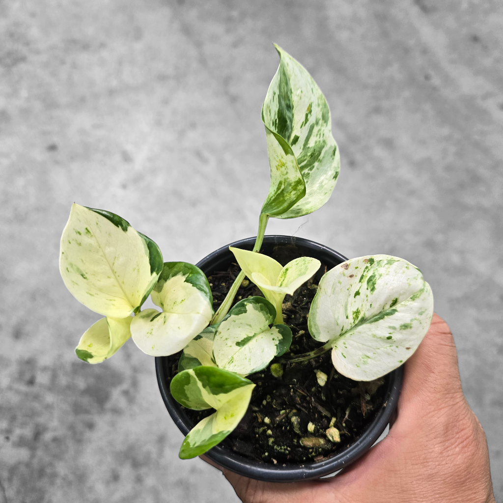 EPIPREMNUM - Epipremnum Aureum Manjula - 4"