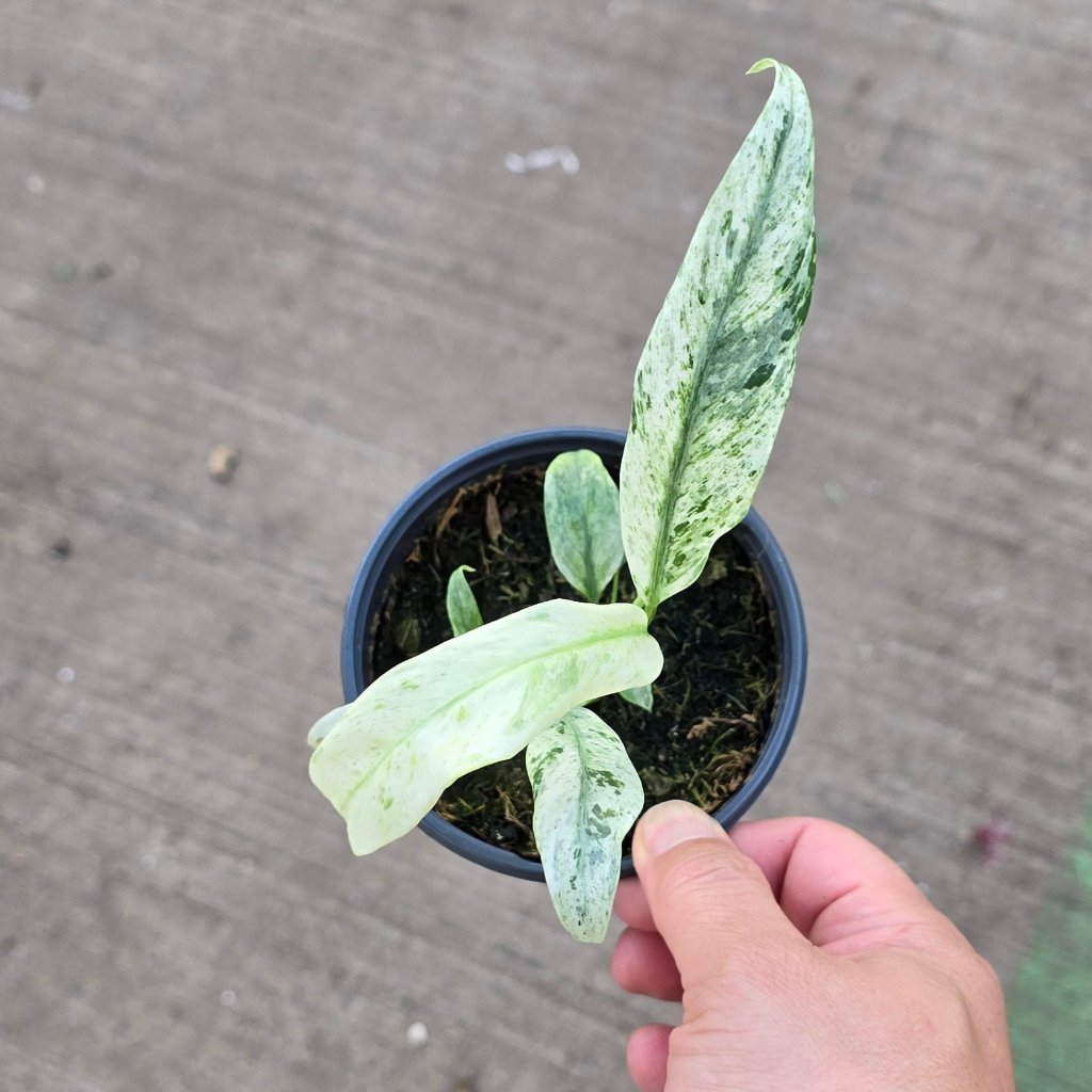 Epipremnum giganteum  'Variegated' - 4