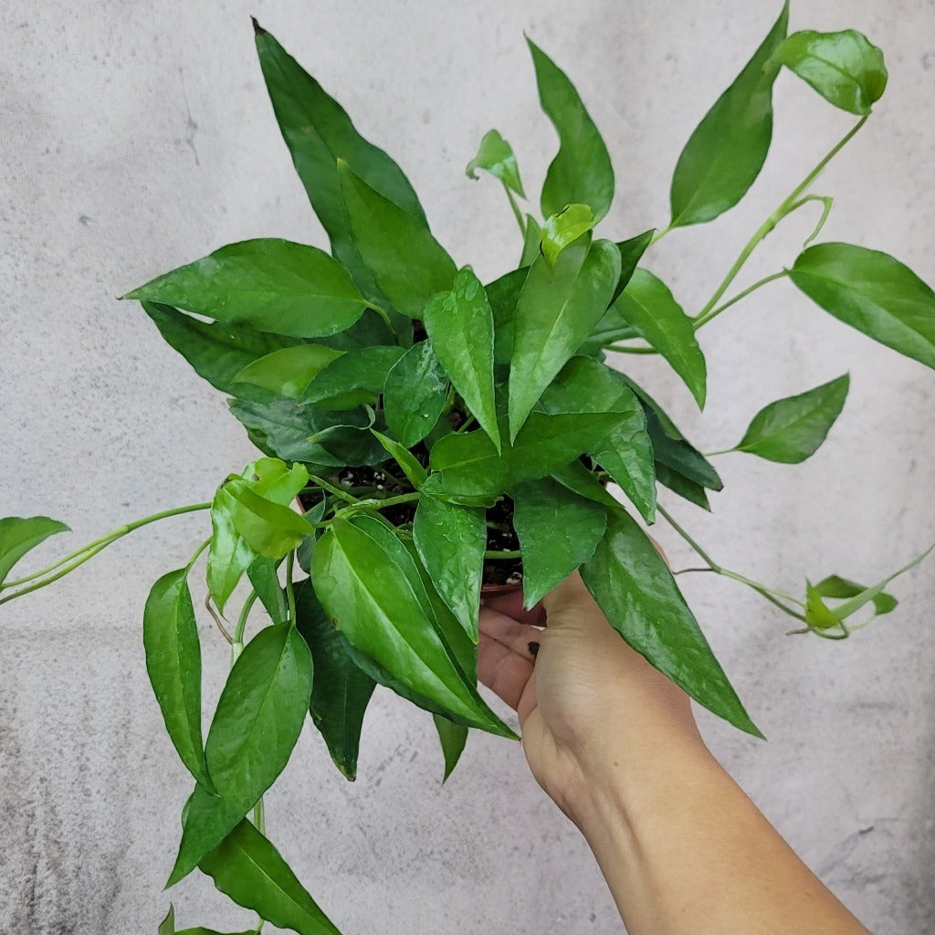 Epipremnum pinnatum 'Variegata' - RARE but easy houseplant/t