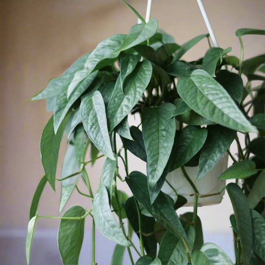 Epipremnum pinnatum 'Cebu Blue' - 6"