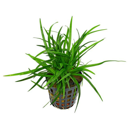 Eriocaulaon Vietnam - 2"