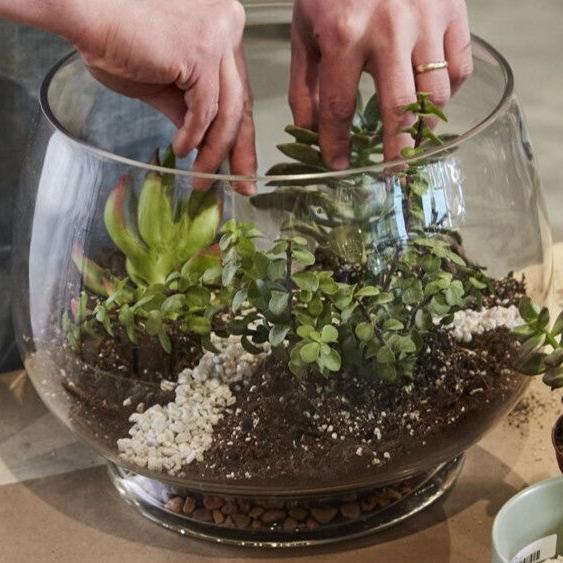 Terrarium Workshop - March 14th