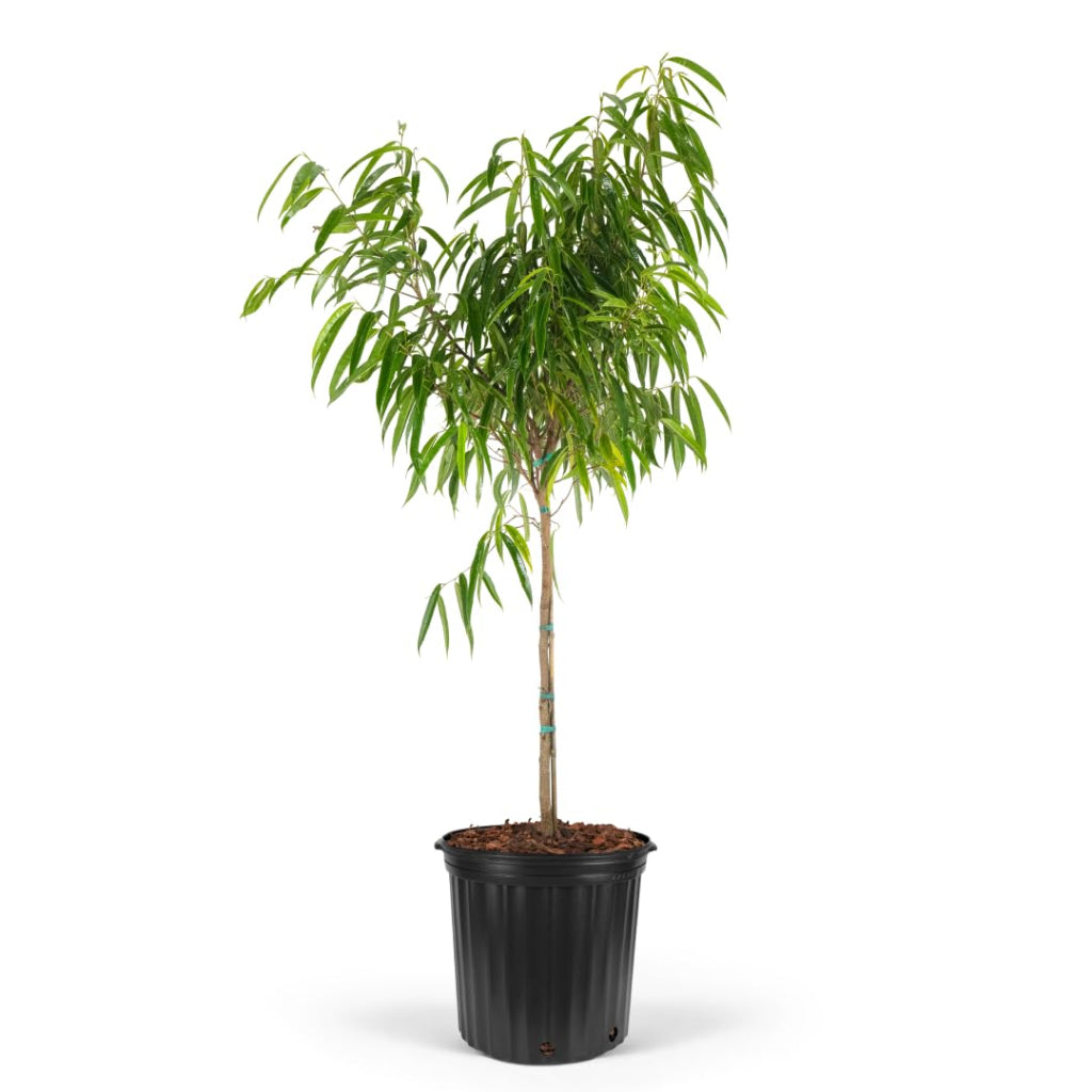 Ficus mac. 'Alii' - 14" (standard)