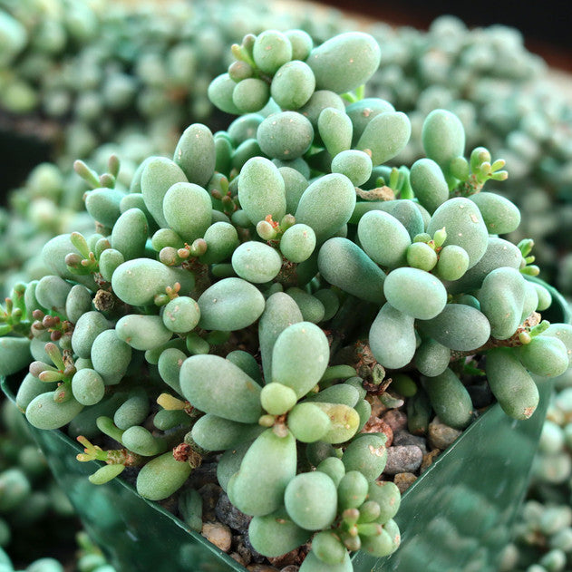 Tylecodon schaeferianus - 4"