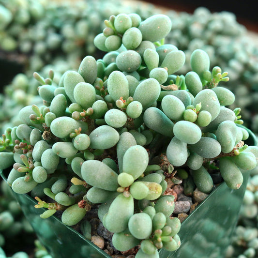 Tylecodon schaeferianus - 4"