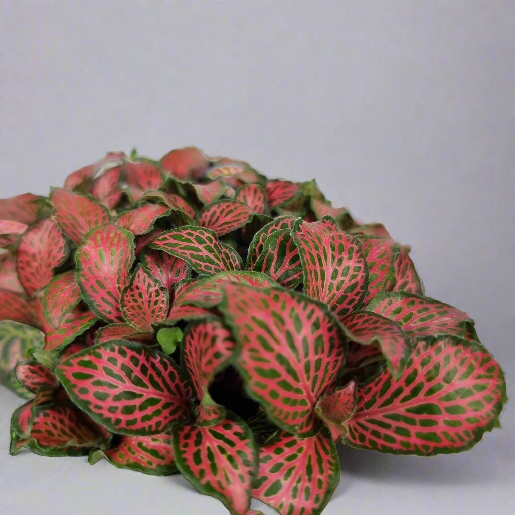 Fittonia 'Firetail' -2 