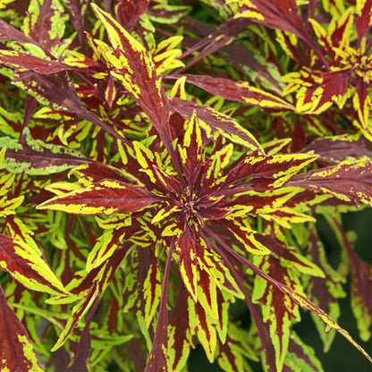 Annuals - Coleus