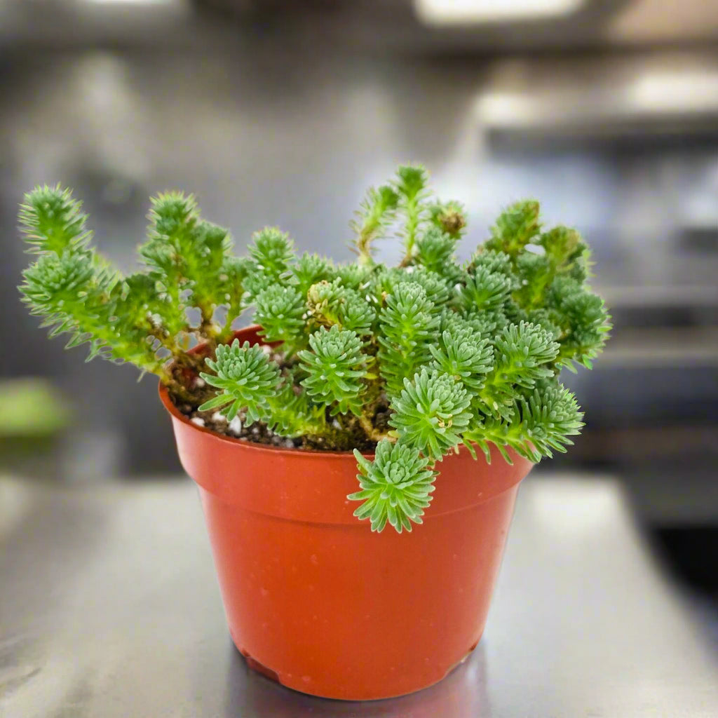 Sedum multiceps - 4"