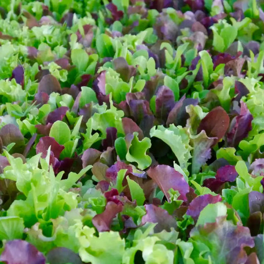 Mesclun Pak