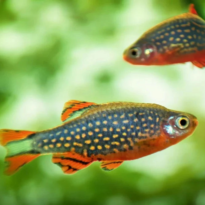 Galaxy Rasbora