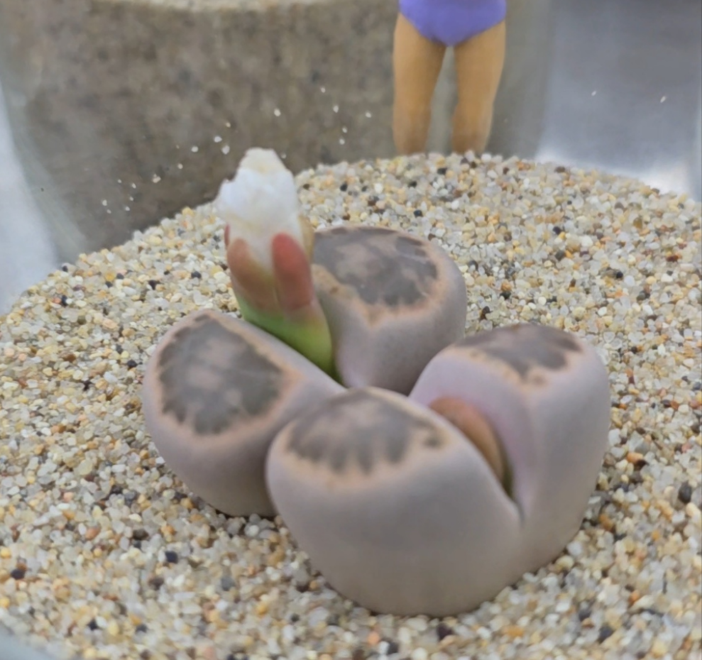 Lithops in Glass