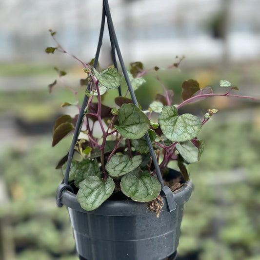 Senecio mikanioides - 6" hb