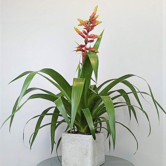 Guzmania 'Rebel' - 6"