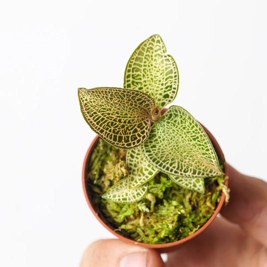 Anoectochilus Roxburghii Gold Bar - 2"