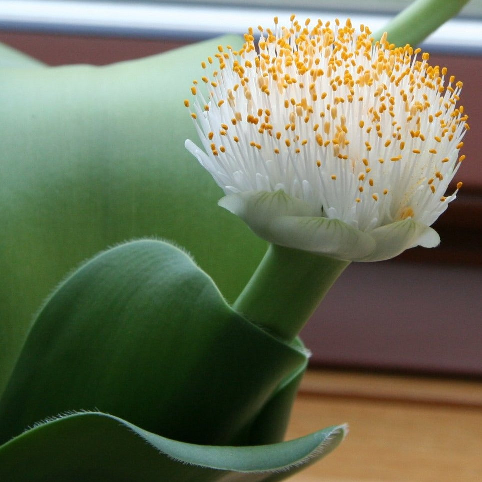 Haemanthus pauculifolius - 6