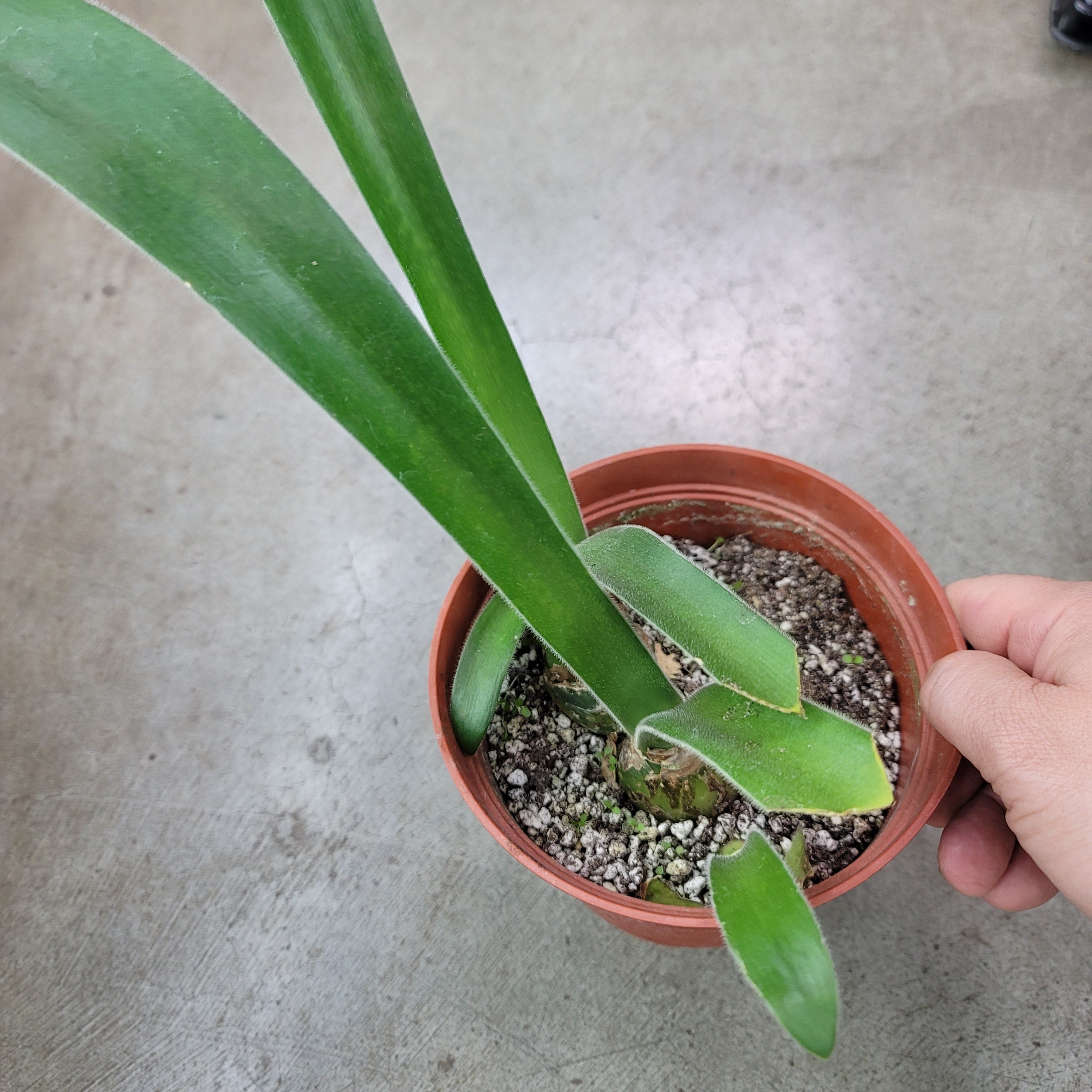 Haemanthus pauculifolius - 6