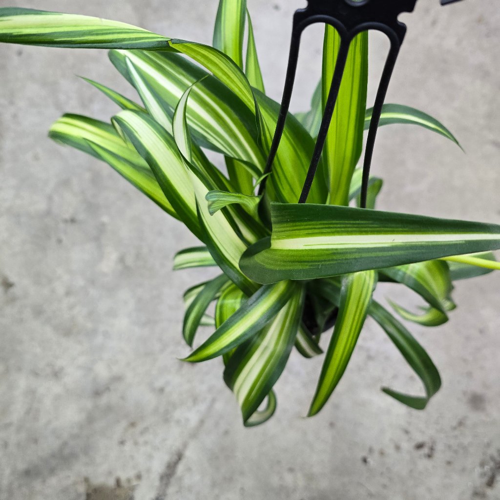 HANGING PLANTS - Chlorophytum Comosum 'Hawaiian' - 4" HB