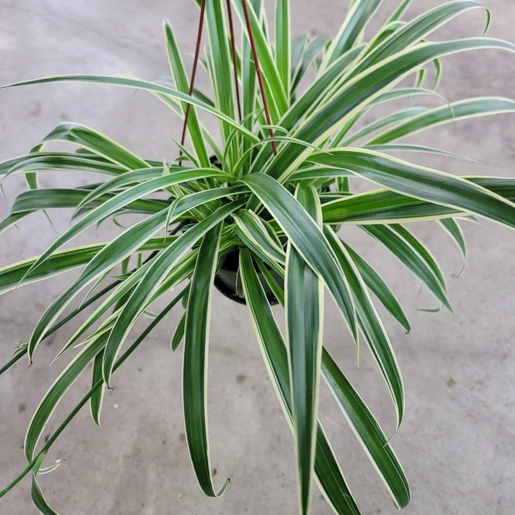HANGING PLANTS - Chlorophytum Comosum 'Ocean'  - 6"
