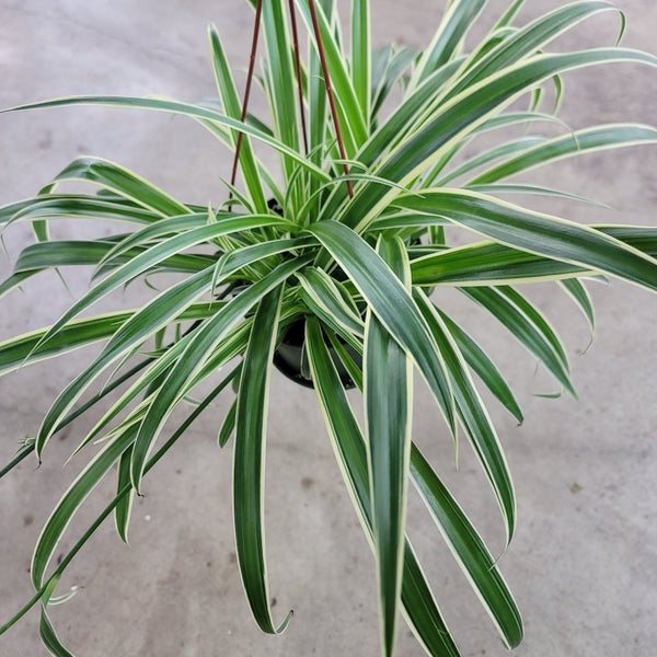 chlorophytum comosum picturatum Spider Plant 'Ocean'