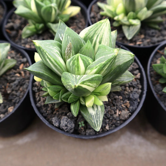 Haworthia retusa variegated - 2"