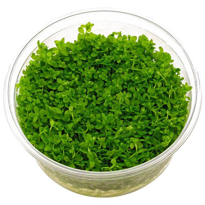 Hemianthus glomeratum - ADA