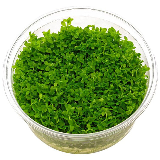 Hemianthus glomeratum - ADA