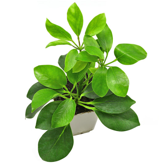 Schefflera mini arboricola  - 4"