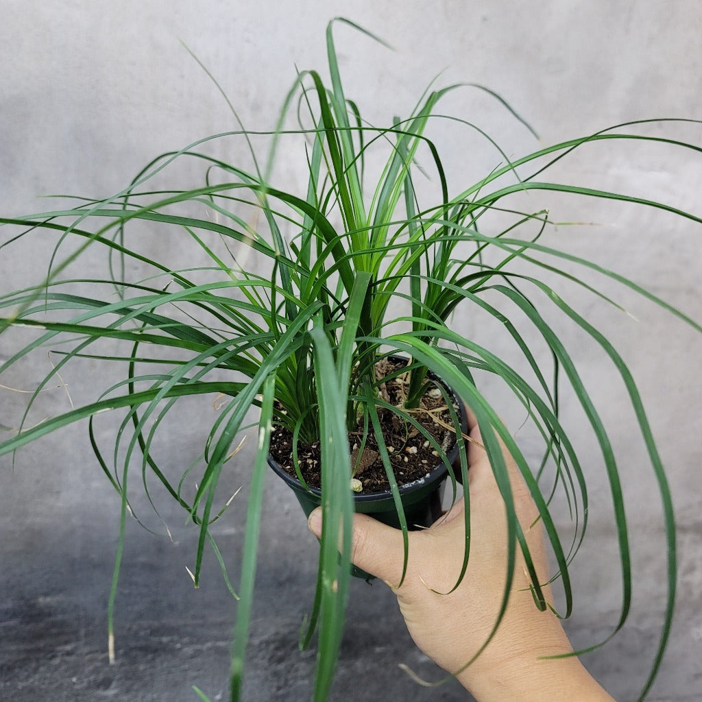 HIGH LIGHT PLANTS - BEAUCARNEA RECURVATA - 4"