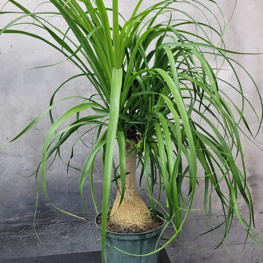 HIGH LIGHT PLANTS - BEAUCARNEA RECURVATA - 6"