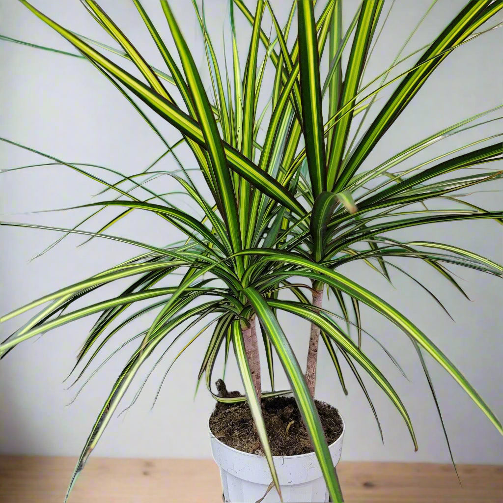 HIGH LIGHT PLANTS - Dracaena Marginata 'Sun Ray' - 4"