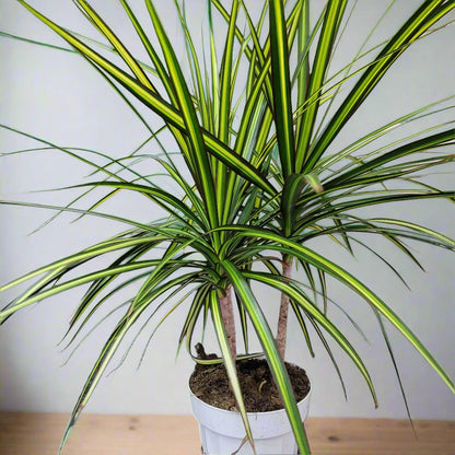 HIGH LIGHT PLANTS - Dracaena Marginata 'Sun Ray' - 4"