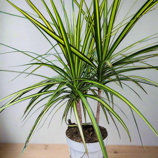 HIGH LIGHT PLANTS - Dracaena Marginata 'Sun Ray' - 4"
