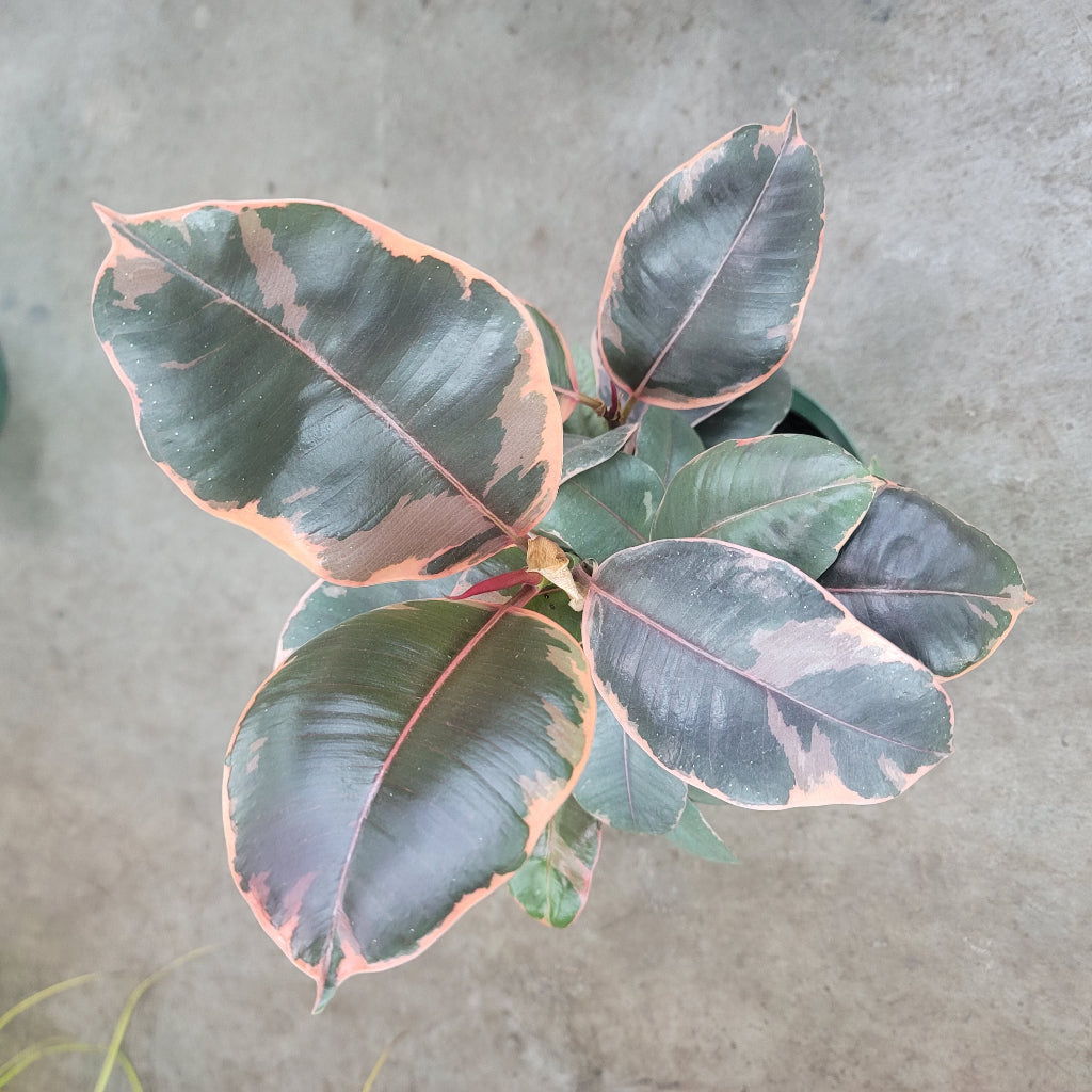 HIGH LIGHT PLANTS - Ficus Elastica 'Ruby' - 6"