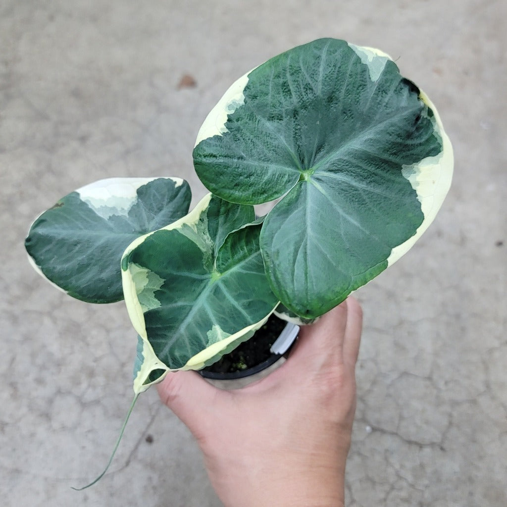 High Light Plants - Peace, Love & Happiness Club